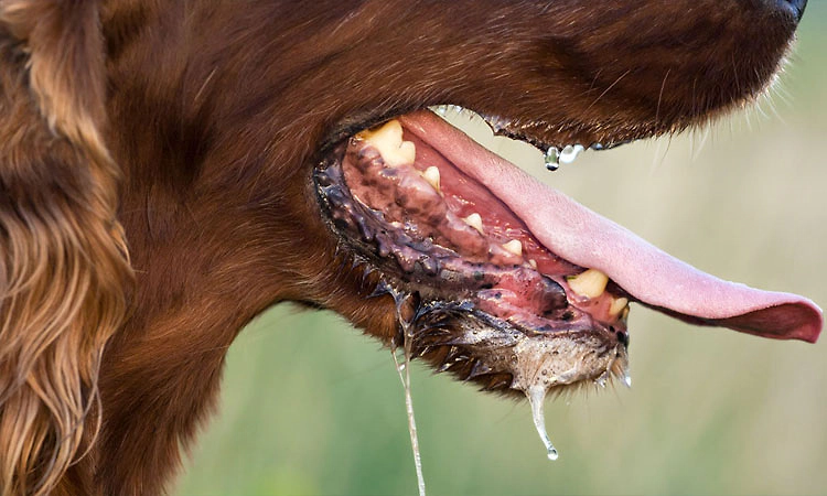 Rabies: ರೇಬಿಸ್‌ನಿಂದ ಸಾವು: ಕರ್ನಾಟಕಕ್ಕೆ ದೇಶದಲ್ಲಿ 2ನೇ ಸ್ಥಾನ