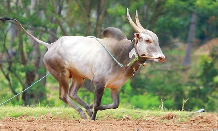 ಸುಬ್ರಹ್ಮಣ್ಯದಲ್ಲಿ ಹೋರಿ ದಾಳಿ:  ಇಬ್ಬರು ಮಹಿಳೆಯರಿಗೆ ಗಾಯ