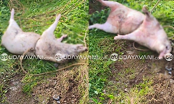 Five wild boars die after falling into well in Shankarapura