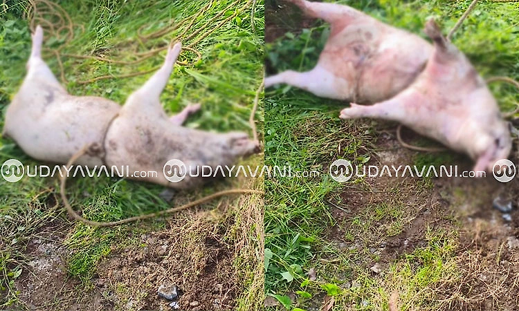 Five wild boars die after falling into well in Shankarapura