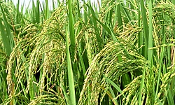 ಶೇ.40 ಆಹಾರ ಬೆಳೆ ಉತ್ಪಾದನೆ ಕುಂಠಿತ?