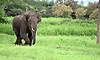 ಕಾಡಾನೆ ದಾಳಿ: ಕಾರ್ಮಿಕ ಮಹಿಳೆ ಗಂಭೀರ