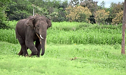ಕಾಡಾನೆ ದಾಳಿ: ಕಾರ್ಮಿಕ ಮಹಿಳೆ ಗಂಭೀರ