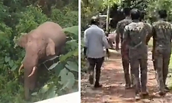 ಉಜಿರೆ: ನಾಡಿಗೆ ಬಂದಿದ್ದ ಕಾಡಾನೆ ಕೊನೆಗೂ ಕಾಡಿಗೆ