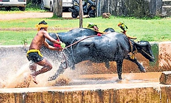 ಕಂಬಳ ಓಟಕ್ಕೆ ಯುವಕರ ಆಕರ್ಷಣೆ