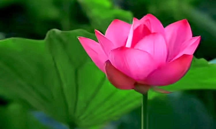 Kannada Rajyotsava: ಕರ್ನಾಟಕ ಕಂಪು- ರಾಜ್ಯ ಹೂವು ಕಮಲ