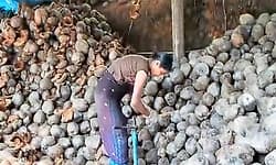 ತೆಂಗಿನ ಕಾಯಿ ಸುಲಿದೇ ಬದುಕು ಕಟ್ಟಿಕೊಂಡ ಹೆಣ್ಮಗಳು! ಗಂಟೆಗೆ 200 ಕಾಯಿ ಸುಲಿಯುವ ಸಾಮರ್ಥ್ಯ