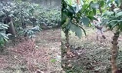 Illegal cattle slaughter reported in coffee estate near Jayapura; three arrested