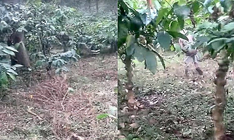 Illegal cattle slaughter reported in coffee estate near Jayapura; three arrested