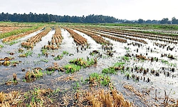 Maravanthe: ಬಂಟ್ವಾಡಿ ಡ್ಯಾಂನಿಂದ ಮುಳುಗಿದ ಗದ್ದೆಗಳು