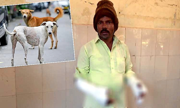 Stray dogs: ವಾಕಿಂಗ್ ತೆರಳಿದ್ದ ಗ್ರಾ.ಪಂ.ಸದಸ್ಯನ ಮೇಲೆ ಬೀದಿ ನಾಯಿಗಳ ದಾಳಿ