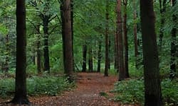 ಕಾಡುಗಳು ಇಂಗಾಲದ ಕಾರ್ಖಾನೆಗಳಾಗಿದ್ದೇಕೆ?ಪರಿಹಾರ ಮಾರ್ಗೋಪಾಯಗಳಿಗೆ ಸಕಾಲ