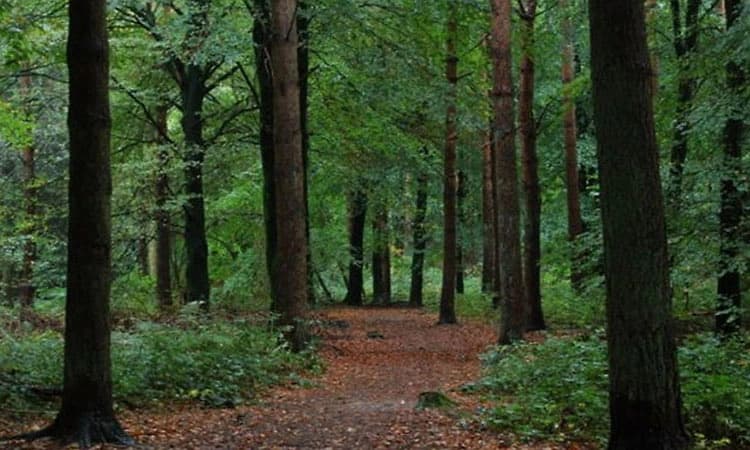 ಕಾಡುಗಳು ಇಂಗಾಲದ ಕಾರ್ಖಾನೆಗಳಾಗಿದ್ದೇಕೆ?ಪರಿಹಾರ ಮಾರ್ಗೋಪಾಯಗಳಿಗೆ ಸಕಾಲ