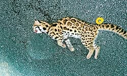 ಆದೂರು ಆಲಂತಡ್ಕ ರಸ್ತೆಯಲ್ಲಿ ಚಿರತೆ ಬೆಕ್ಕು ಅಪಘಾತಕ್ಕೆ ಬಲಿ