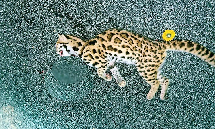 ಆದೂರು ಆಲಂತಡ್ಕ ರಸ್ತೆಯಲ್ಲಿ ಚಿರತೆ ಬೆಕ್ಕು ಅಪಘಾತಕ್ಕೆ ಬಲಿ