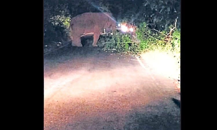 ಚಾರ್ಮಾಡಿ: ರಸ್ತೆಗೆ ಅಡ್ಡಲಾಗಿ ಕಾಡಾನೆ ನಿಂತು ಟ್ರಾಫಿಕ್‌ ಜಾಮ್‌