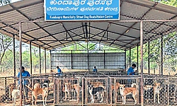 Kundapura: ಕಂದಾವರದಲ್ಲಿ ಬೀದಿನಾಯಿಗಳಿಗೆ‌ ಪುನರ್ವಸತಿ