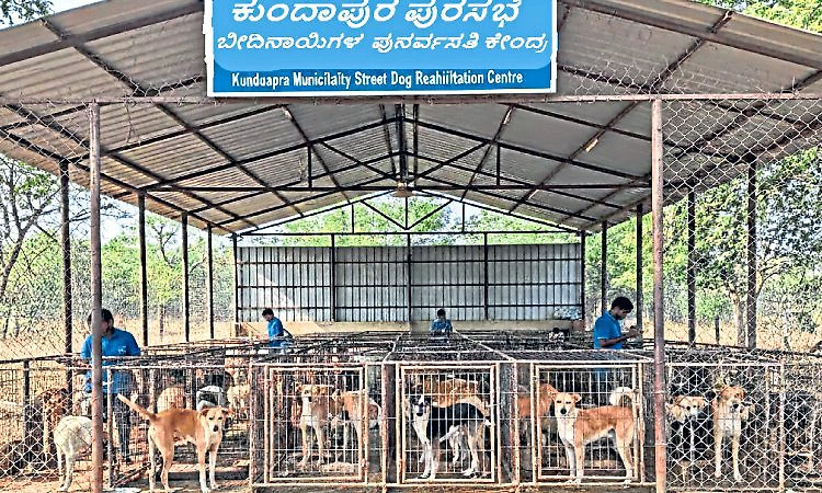Kundapura: ಕಂದಾವರದಲ್ಲಿ ಬೀದಿನಾಯಿಗಳಿಗೆ‌ ಪುನರ್ವಸತಿ