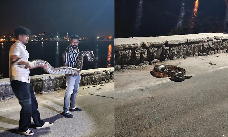 ರಾಯಚೂರು ಜಿಲ್ಲಾ ಉತ್ಸವದ ಕೊನೆ ದಿನ ಬೃಹತ್ ಹೆಬ್ಬಾವು ಪ್ರತ್ಯಕ್ಷ!