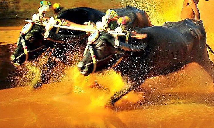 ಐಕಳ ಬಾವ ಕಂಬಳ ಫಲಿತಾಂಶ    