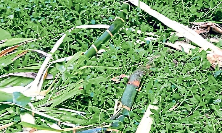 Herd of wild elephants damages plantations in Charmadi village