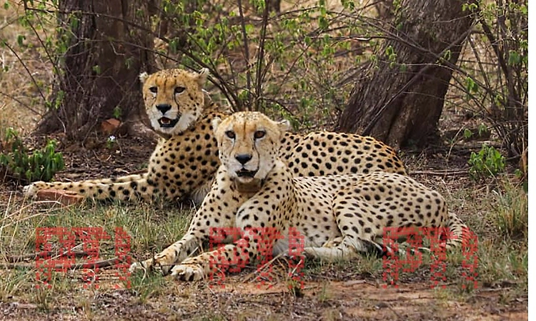 India's cheetah population crosses 50; MP CM hails it as conservation milestone