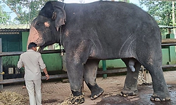 Camp elephant ‘Zoo Abhi’ dies at Mattigodu elephant camp in Nagarahole