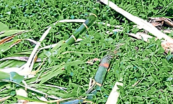 ಚಾರ್ಮಾಡಿ: ತೋಟಗಳಿಗೆ ಕಾಡಾನೆ ಹಿಂಡು ದಾಳಿ