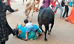 Viral Video: ಕುಕ್ಕೆ ರಥಬೀದಿಯಲ್ಲಿ ಹೋರಿಗಳ ಜಗಳ: ಎಡವಿಬಿದ್ದ ಮಹಿಳೆ, ಮಗು