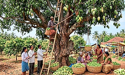 ಮಾವಿನ ಮರದ ತುಂಬ ಮಿಡಿಗಳ ಜಲ್ಲಿ ಅಲಂಕಾರ-ಮಾರುಕಟ್ಟೆಗೂ ಲಗ್ಗೆ ಇಡುತ್ತಿದೆ ಉಪ್ಪಿನ ಕಾಯಿ ಮಿಡಿ