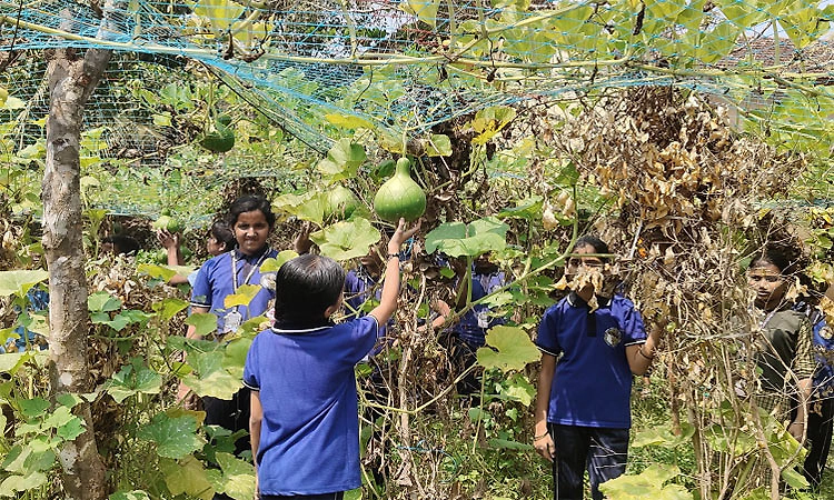 ಹೆಬ್ರಿ: ಶಿವಪುರ ಶಾಲೆ ಬಿಸಿಯೂಟಕ್ಕೆ ಮಕ್ಕಳೇ ಬೆಳೆದ ತರಕಾರಿ!