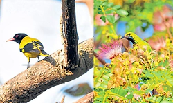 ಅಲೋಶಿಯಸ್‌‍ ಕ್ಯಾಂಪಸ್‌: 51 ಜಾತಿಯ ಪಕ್ಷಿಗಳು ಪತ್ತೆ