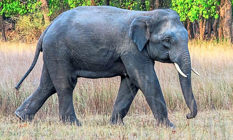 ಚಿಕ್ಕಮಗಳೂರು: ಕಾಡಾನೆ ದಾಳಿಗೆ ಹಸು ಬಲಿ; ಸ್ಥಳೀಯರಲ್ಲಿ ಆತಂಕ