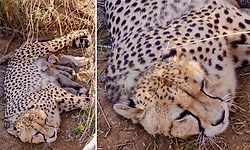 ಕುನೋ ರಾಷ್ಟ್ರೀಯ ಉದ್ಯಾನವನದಲ್ಲಿ 5 ಮರಿಗಳಿಗೆ ಜನ್ಮ ನೀಡಿದ 'ಚೀತಾ ಜ್ವಾಲಾ'