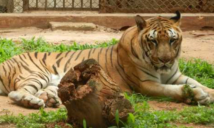 Mysuru zoo’s pride tiger ‘Prithvi’ dies at 13