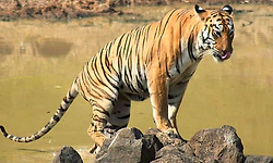 ಕಾಳಿ ಹುಲಿ ಸಂರಕ್ಷಿತ ಪ್ರದೇಶ ಸುತ್ತ ಪರಿಸರ ಸೂಕ್ಷ್ಮ ವಲಯ ಘೋಷಣೆ