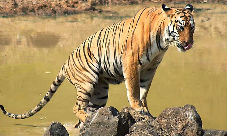 ಕಾಳಿ ಹುಲಿ ಸಂರಕ್ಷಿತ ಪ್ರದೇಶ ಸುತ್ತ ಪರಿಸರ ಸೂಕ್ಷ್ಮ ವಲಯ ಘೋಷಣೆ