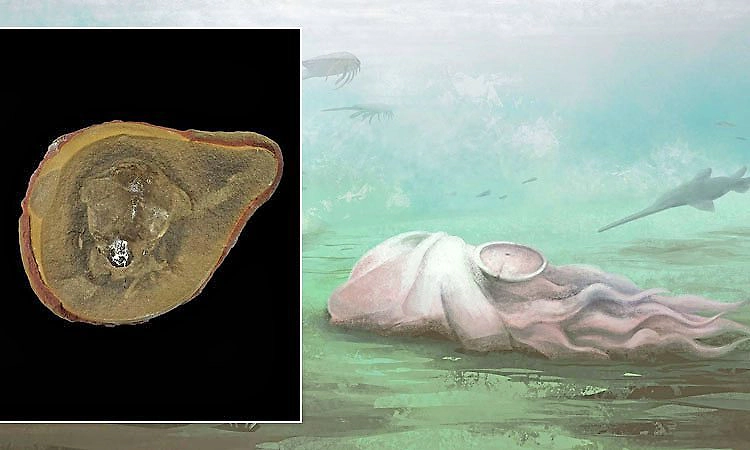 Oldest octopus: ವಿಶ್ವದ ಪ್ರಾಚೀನ ಅಕ್ಟೋಪಸ್ ಅಸಲಿಗೆ ಅಕ್ಟೋಪಸ್ಸೇ ಅಲ್ಲ!