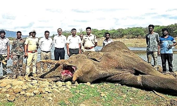 Hanur: ಗಾಯಗೊಂಡಿದ್ದ ಗಂಡಾನೆ ಸಾವು, ಅರಣ್ಯ ಇಲಾಖೆ ಅಧಿಕಾರಿಗಳ ನಿರ್ಲಕ್ಷ್ಯ ಆರೋಪ