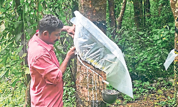 ರಬ್ಬರ್‌: ಮಳೆಗಾಲದ ಟ್ಯಾಪಿಂಗ್‌ಗೆ ಸಿದ್ಧತೆ