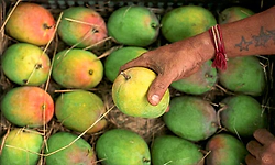 ಜಪಾನ್‌ ಬಳಿಕ ಭಾರತದ ಮಾವು ಆಮದಿಗೆ ನೇಪಾಳವೂ ನಿರ್ಬಂಧ