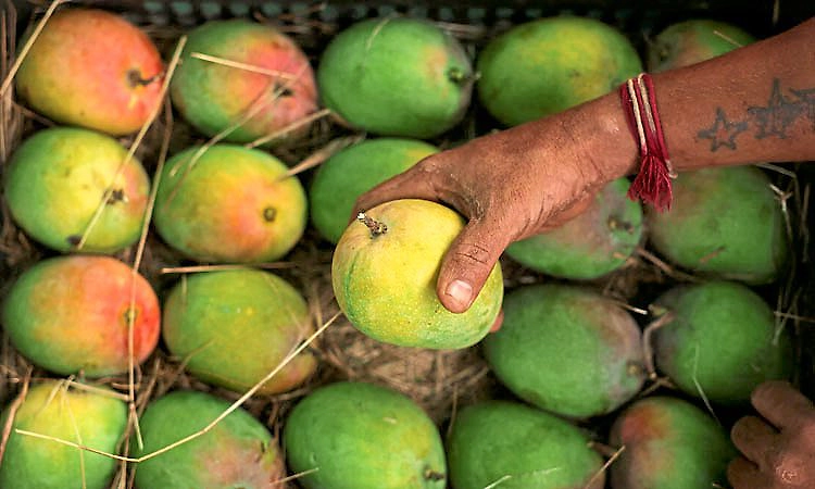 ಜಪಾನ್‌ ಬಳಿಕ ಭಾರತದ ಮಾವು ಆಮದಿಗೆ ನೇಪಾಳವೂ ನಿರ್ಬಂಧ
