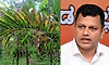 ಅಡಿಕೆ ಎಲೆ ಚುಕ್ಕಿ, ಹಳದಿ ಎಲೆ ರೋಗ: ತುರ್ತು ಸ್ಪಂದನೆಗೆ ಕೇಂದ್ರ ಸಚಿವರಿಗೆ ಸಂಸದ ಚೌಟ ಮನವಿ