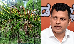ಅಡಿಕೆ ಎಲೆ ಚುಕ್ಕಿ, ಹಳದಿ ಎಲೆ ರೋಗ: ತುರ್ತು ಸ್ಪಂದನೆಗೆ ಕೇಂದ್ರ ಸಚಿವರಿಗೆ ಸಂಸದ ಚೌಟ ಮನವಿ