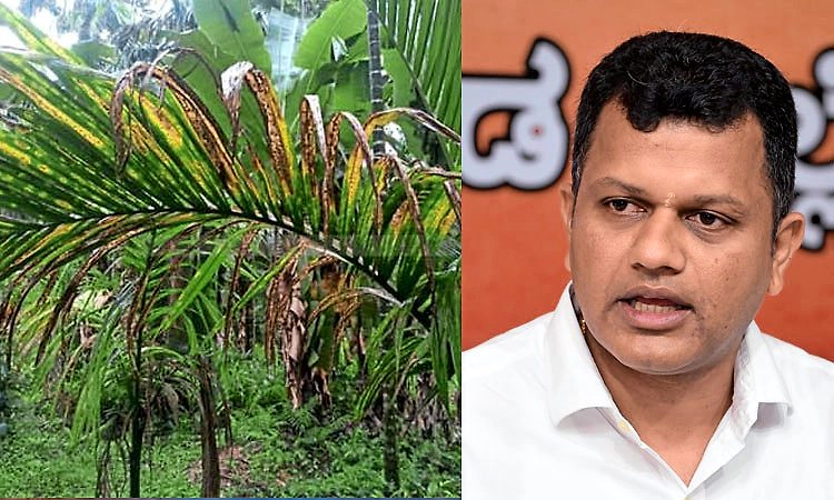 ಅಡಿಕೆ ಎಲೆ ಚುಕ್ಕಿ, ಹಳದಿ ಎಲೆ ರೋಗ: ತುರ್ತು ಸ್ಪಂದನೆಗೆ ಕೇಂದ್ರ ಸಚಿವರಿಗೆ ಸಂಸದ ಚೌಟ ಮನವಿ