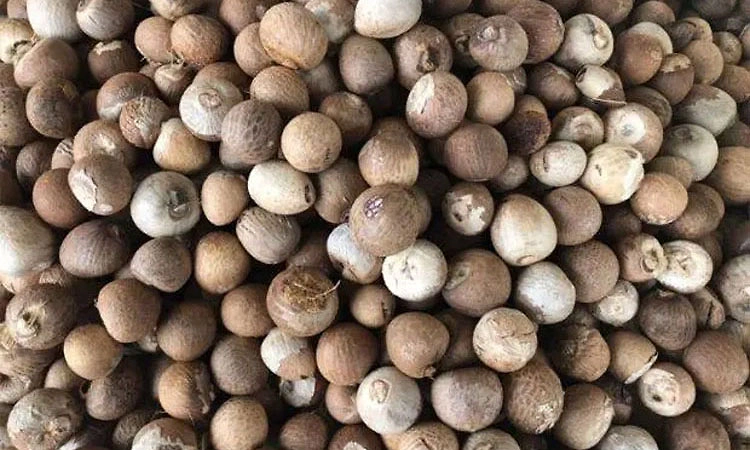 ಹೊಸ ಅಡಿಕೆಯ ಗರಿಷ್ಠ ದರದಲ್ಲಿ 5 ರೂ. ಏರಿಕೆ; ಧಾರಣೆ ಇನ್ನಷ್ಟು ಚೇತರಿಕೆ ನಿರೀಕ್ಷೆ