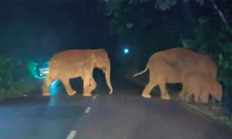 ಅರಂಬೂರು: ಹೆದ್ದಾರಿ ದಾಟಿ ಬಂದ ಕಾಡಾನೆ ಹಿಂಡು; ಬೆಳೆ ನಾಶ