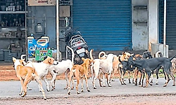 ಆಲೂರು ಪೇಟೆ: ಬೀದಿನಾಯಿಗಳ ಕಾಟ