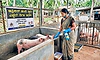 ಹಂದಿ ಜ್ವರ: ಆತಂಕ ಬೇಡ, ನಿಗಾ ಇರಲಿ