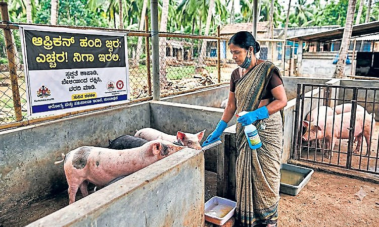 ಹಂದಿ ಜ್ವರ: ಆತಂಕ ಬೇಡ, ನಿಗಾ ಇರಲಿ